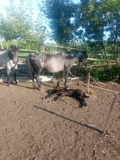 In an outdoor rural setting, likely a farm or paddock, two horses and a foal are present. A light gray horse stands to the left, facing forward. A darker gray horse stands to the right of the first horse, facing towards the right and slightly down. A dark brown foal lies on the ground in front of the darker gray horse. The ground is composed of dirt and straw. A wooden fence is visible in the background, behind the horses. Lush green trees and foliage are abundant, and the sky is clear blue. The location is identified as the city of Druzhba, Russia.
