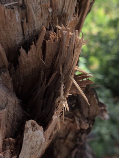 The image is a close-up, macro photograph of a severely splintered and weathered tree trunk. The wood exhibits a rough, fibrous texture with many sharp, jagged edges protruding from the main structure. The color palette is dominated by shades of brown and tan, with some darker shadowed areas within the cracks and crevices. In the background, a blurred green environment suggests foliage, indicating an outdoor setting, likely in a natural area. The image does not contain any people, animals, or visible signs of human intervention beyond the damage to the tree. The specific location in Dzhankhot, Russia, is not visually discernible from the image itself; the context of the location is provided externally.
