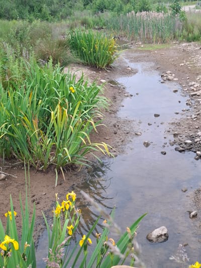 This is a photograph taken outdoors in Scorton, United Kingdom, depicting a narrow, shallow stream or drainage channel meandering through a marshy, overgrown area. The stream bed is composed of mud and small stones. On the left side of the frame, a dense clump of tall, green, iris-like plants with yellow flowers is growing from the muddy bank, with some of these plants extending into the water. On the right side of the stream, the bank is composed of mud and scattered rocks, with sparse vegetation. In the background, there is a line of tall reeds or cattails, and beyond that, a dense area of mixed green trees and bushes. The sky is not visible in the frame. The image is taken from a slightly elevated perspective looking down into the stream and its surroundings.