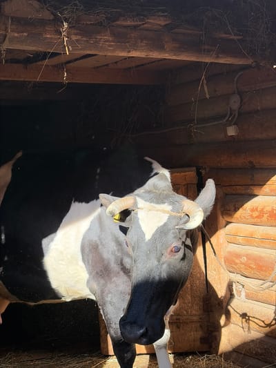 The image shows a black and white horned cow inside a wooden structure, possibly a barn or shed. The cow has a rope halter tied to one horn. The wooden structure appears aged, with visible wooden planks and some loose hay scattered around. Overhead, there's an electrical box and conduit attached to the wooden ceiling. The light suggests an interior scene with sunlight streaming in from an opening, possibly a window or door. The precise location is given as Кватчи, Russia, but the image lacks specific details confirming its location or the city.