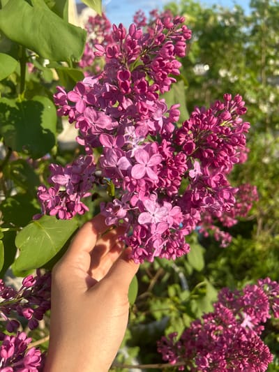 The image depicts a close-up of purple lilac flowers in bloom, with a person's hand partially visible among the blossoms. The flowers are densely clustered and showcase a range of purple shades. The hand appears to be gently touching or interacting with the flowers. Green leaves are visible surrounding the flowers, providing a natural backdrop. The background includes blurred foliage and a glimpse of the sky. The location is identified as Uray, Russia.