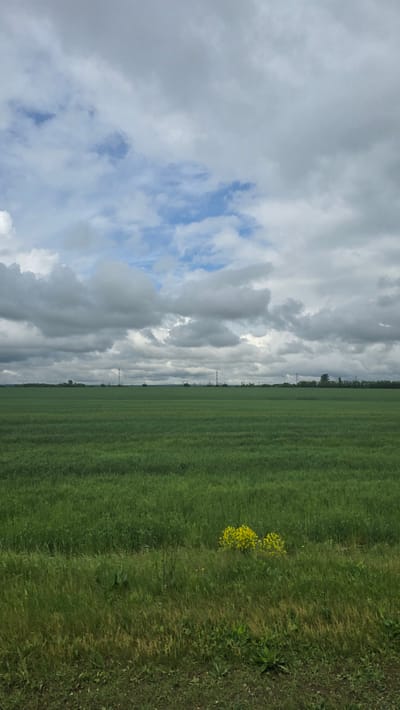 This image captures a wide rural landscape in Солояз, Russia, under an overcast sky during daylight hours. The scene is dominated by a vast, flat green field, likely cultivated, which occupies the lower two-thirds of the frame. The vegetation in this field is uniformly green and appears to be in an early growth stage. Along the distant horizon, a series of slender utility poles or power lines are visible, interspersed with faint, distant tree lines.
The upper third of the image is composed of a sky heavily populated with gray and white clouds, primarily stratocumulus formations. Patches of clear blue sky are visible between the clouds, predominantly in the upper-center portion.
In the immediate foreground, a strip of uncultivated land features denser, wilder grasses and some exposed soil. A distinct cluster of bright yellow flowering plants, possibly wild mustard or rapeseed, is positioned on the right side of this foreground strip, contrasting with the surrounding green and brown hues. No people or animals are visible within the frame.