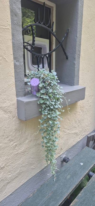 This media file shows a close-up, high-angle view of a window planter box filled with a trailing, silvery-green plant. The planter box is situated on a rough, textured, cream-colored wall. The planter itself is a muted purple color and has a small, light purple decorative disk with darker purple dots attached to its side.
In the background, a dark metal security grate is visible in front of the window, with a reflection of greenery and a white object in the window. To the right of the planter box, a weathered, green wooden bench or railing is visible, partially obscuring another textured wall or surface.
The scene appears to be outdoors, likely in a residential setting. The lighting suggests it is daytime, but the weather is not clearly indicated. There is no visible text in the image. The overall impression is one of a simple, decorative outdoor feature.