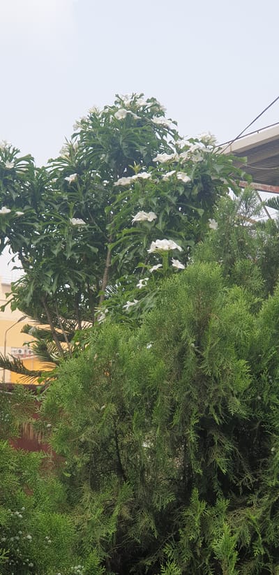 In Rooppur, Bangladesh, a scene unfolds featuring lush green foliage dominated by a tree adorned with numerous white flowers. The tree, with its dark green leaves and thick branches, is a prominent subject. Interspersed and surrounding it are dense evergreen bushes, creating a layered effect of textures and shades of green. In the background, a building with a yellow facade is partially visible, suggesting an urban or semi-urban environment. A portion of a roof structure is also discernible, hinting at the presence of human construction. The sky above is overcast, casting a soft, diffused light on the scene. No people are visible in the frame, and the focus is entirely on the natural elements and the immediate surroundings.