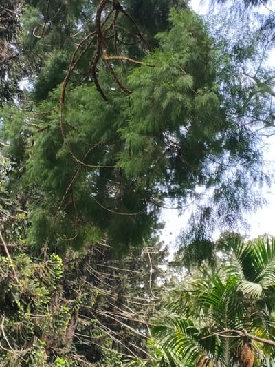 The image showcases lush greenery, primarily trees, set against a sky glimpsed through the dense canopy. A large tree with intricate, curved branches dominates the foreground, its dense, deep-green foliage contrasting with the lighter shades of surrounding trees. A palm tree stands to the right, its fronds adding a tropical feel. The overall impression is of a dense, possibly wild, forest or garden setting.