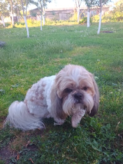 A shaggy Shih Tzu dog with tan and white fur is sitting on a grassy lawn. The dog's face is mostly tan with a white blaze on its forehead. Its tail is long and bushy and white. The background shows a fence and trees. The scene appears to be in a yard or park.
