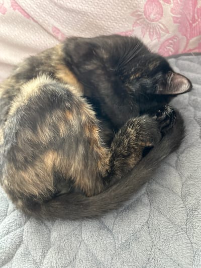 A tortoiseshell cat is curled up sleeping on a gray, textured blanket. The cat's fur displays a mix of black, brown, and orange patches. Its head is tucked into its body, and its tail is wrapped around itself. In the background, a pink fabric with a floral pattern is visible. The image is taken from a close-up perspective, focusing on the sleeping cat. No location in Sibay, Russia, is identifiable in this image.