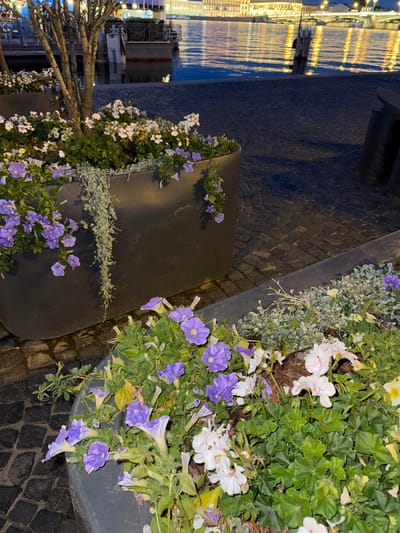 This is a medium shot of planters filled with flowers and greenery situated on a cobblestone pathway next to a body of water. The water reflects the lights of buildings and a bridge in the background. In the foreground, there are planters with purple and white flowers, as well as leafy green plants. A thin tree with bare branches grows out of one of the planters. The scene appears to be at dusk or at night, with the lights of the city illuminating the water and buildings. The location is likely along the Neva River in Saint Petersburg, Russia, given the architectural style of the buildings and the presence of a riverfront promenade. There are no people visible in the frame.