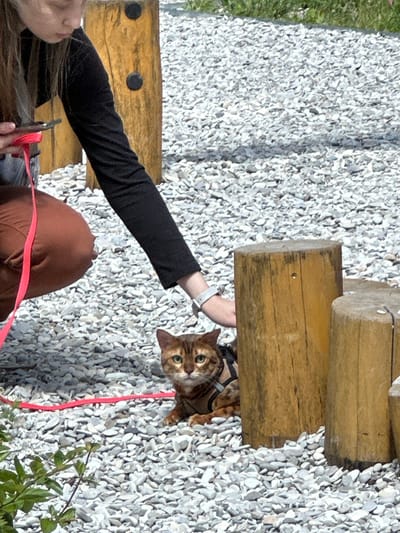 A person is bending down, holding a red leash attached to a Bengal cat on a pebbled ground. The cat, wearing a harness, is looking at the camera. Two wooden posts are to the right of the cat. The person's left hand is resting on the cat's back, and their right hand is holding a smartphone. The scene is outdoors, possibly in Znamya Oktyabrya, Russia, given the context.
