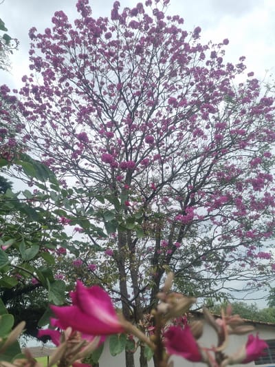 This is a vertical, medium shot of a flowering tree against a cloudy sky, with a building in the background. The tree is full of clusters of small, bright pink flowers and some green leaves. The branches are thin and dark, creating a delicate silhouette against the pale sky. In the foreground, to the right, a few larger, blurry pink flowers are prominent, with their petals drooping. Behind the tree, a white building with a window and some trees are visible. The overall impression is of a vibrant, natural scene, perhaps in a garden or park setting. The time of day is unclear due to the overcast sky, but the lighting suggests it could be daytime. The weather appears to be cloudy. The location context of Laranjal Paulista, Brazil, hints at a tropical or subtropical climate where such flowering trees are common. There is no visible text in the image.