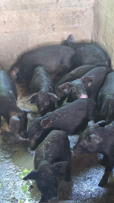 A group of numerous small, black pigs, likely piglets, are huddled together within an enclosure. The scene is set in what appears to be a rustic pen with rough concrete or stone walls on the left and top, and a muddy, watery area on the right. Many of the pigs are partially submerged or standing in the dark, murky water, which also reflects some light. Their bodies are wet and speckled with what appears to be mud or dirt.
The pigs are densely packed, with some looking directly at the camera and others having their heads down or turned away. One pig in the upper central part of the image has a distinct pink patch on its left ear, possibly an identification mark. Hints of green foliage are visible in the muddy water on the far right. The overall impression is of a crowded, somewhat wet environment for the young animals. The lighting suggests it is daytime. No human subjects or visible text are present in the image. The location is Seririt, Indonesia.