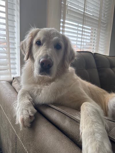 A light-colored dog is lying on a textured, beige sofa. The dog is positioned on its side, facing the camera with its head tilted. Its eyes are dark and appear to be looking directly at the viewer. The dog has fluffy fur and its paws are visible. The sofa has a quilted backrest and appears to be made of faux leather. Behind the dog and sofa, there are white slatted blinds covering a window. The lighting suggests it is daytime, possibly morning or afternoon. The overall scene is domestic and relaxed, with the dog appearing calm and perhaps a little curious. There is no visible text in the image.