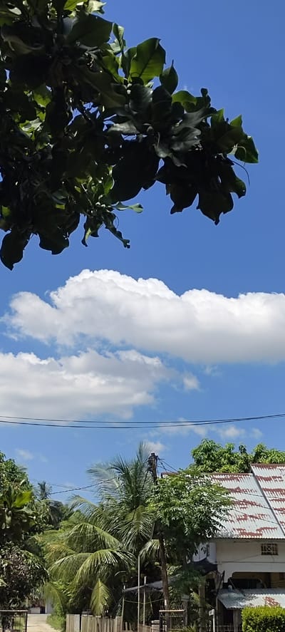 This image captures a tropical sky scene in Langnibong, Indonesia, dominated by a clear blue sky with scattered white cumulus clouds. In the foreground, the lush green leaves of a tree branch extend into the frame from the top, creating a partial canopy. Below the clouds, power lines stretch horizontally across the image, supported by utility poles. The lower portion of the scene reveals a glimpse of a residential area with corrugated metal roofs, surrounded by dense tropical foliage including palm trees and other green vegetation. A dirt road or path is visible on the left, bordered by fences. The overall impression is one of a bright, sunny day in a tropical, rural or semi-rural environment.
