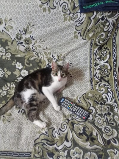 A tabby and white cat is lying on a patterned blanket next to a television remote. The blanket has a floral design in shades of green, white, and grey. The cat is looking towards the camera with green eyes. The remote is black with colorful buttons. The scene appears to be indoors, on a couch or bed. No specific location in Багушэўскі сельскі Савет, Belarus can be determined from the image.