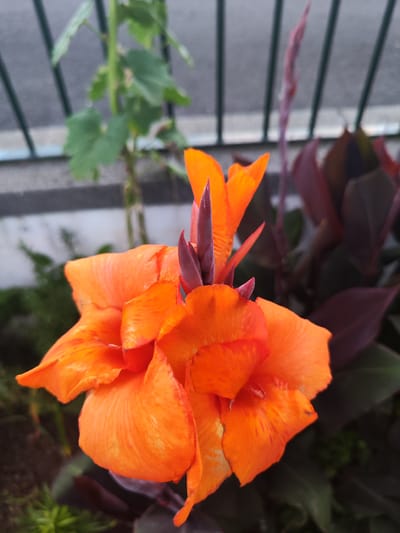 A close-up shot of an orange Canna Lily flower, with its vibrant petals and dark red buds. The flower is in focus, with the background blurred. The background shows hints of greenery, a gray metal fence, and a concrete structure. The overall impression is one of natural beauty against an urban or semi-urban backdrop. The specific location is Pico da Pedra, Portugal.