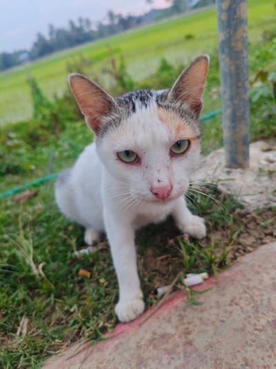 A white cat with patches of orange and grey on its head and back sits on a grassy area. The cat's eyes are green, and its nose is pink. In the background, there is a blurred field of green crops and a hazy sky. The cat is positioned in the foreground, facing the camera. The ground is covered in grass and some dirt. There is a vertical, grey, cylindrical object to the right of the cat, which appears to be a pole. The scene suggests an outdoor, possibly rural, setting in Dayahnibong, Indonesia.