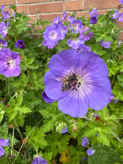 A close-up, eye-level outdoor photograph captures a bee actively collecting nectar from the center of a vibrant purple Geranium flower. The bee, with its striped abdomen and fuzzy body, is positioned with its head and front legs within the flower's reproductive parts. The large, five-petaled flower is in sharp focus, showcasing its delicate veins and darker purple streaks radiating from the center. Surrounding the main subject are numerous other purple Geranium blossoms, some fully open and others in bud, interspersed with lush green, deeply lobed foliage. In the background, a textured red brick wall is visible, suggesting an urban or garden setting. The lighting indicates it is daytime, with soft illumination. The image was taken in Delbrück, Germany.