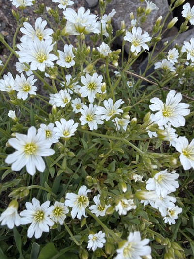 This close-up, eye-level shot captures a dense cluster of small white flowers in bloom, likely a species of *Cerastium* or chickweed, thriving in natural light. The primary subjects are numerous white flowers, each featuring five deeply cleft or notched petals, giving them a delicate, almost frilly appearance. Their centers are characterized by a yellowish-green cluster of stamens and pistils.
The flowers are densely packed, with many in full bloom and numerous unopened green buds indicating ongoing growth. They are supported by slender green stems and surrounded by small, pointed green leaves, forming a lush ground cover. In the background, hints of natural ground—possibly soil or small, dark-colored rocks—are visible between the foliage, especially towards the left side of the image.
No specific activity or event is taking place, as it is a static botanical photograph. The bright, even lighting suggests it is daytime, under clear weather conditions. There are no explicit location cues or landmarks within the image itself beyond the type of flora and rocky substrate, though the provided context indicates Arsha, Georgia. No visible text is present in the image. The overall impression is one of natural beauty and vibrant floral growth.