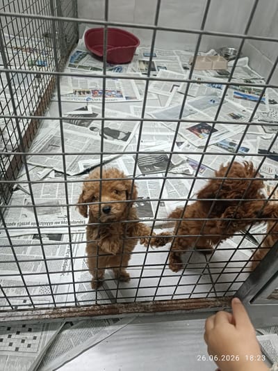 This media file depicts two small, fluffy brown poodle puppies inside a metal cage. The cage floor is covered with newspapers, some of which display Greek text and a crossword puzzle. A red plastic bowl and a beige pet food bowl are also visible within the cage. The lighting suggests it is daytime.
The puppies appear curious and alert, with one looking directly at the camera. Their fur is slightly tousled, typical of young dogs. The overall scene suggests a temporary holding area or a puppy enclosure, possibly in a shelter or breeder's facility. The presence of newspapers as bedding is a common practice in such environments.
The visible text on the newspapers includes phrases like "Κούβα, η νέα οικονομίας κόσμος" (Cuba, the new world economy) and "Ευρωομόλογα και αλληλεγγύη μεταξύ κρατα" (Eurobonds and solidarity between countries), indicating that the newspapers are likely from Greece or Cyprus. A timestamp in the lower right corner reads "26.06.2026 18:23", which is a future date.