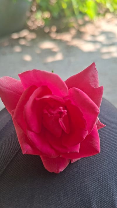A close-up, vertically oriented shot showcases a vibrant pink rose against a dark, textured background. The rose is the central subject, its petals unfurling in a delicate spiral, revealing a complex inner structure. The lighting suggests it is daytime, with soft shadows hinting at natural light. To the left of the rose, the background is blurred and out of focus, featuring dappled light patterns and hints of green foliage, suggesting an outdoor setting. The dark background to the right of the rose appears to be a fabric with a visible weave, possibly denim or a similar material, providing a stark contrast to the soft bloom. There is no visible text. The overall impression is one of simple, natural beauty, capturing the exquisite detail of the rose. The location context of Hîncești, Moldova, suggests this image might be taken in a garden or a natural setting within that region.