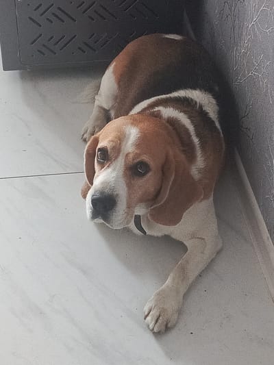A tan and white beagle dog lies on a light-colored tiled floor, resting its head on its paws. The dog is positioned near a patterned gray wall and a dark gray, textured object that appears to be a cabinet or a shelf. The dog wears a black collar. The scene suggests an indoor domestic environment. The image was taken in Ordynskoye, Russia.