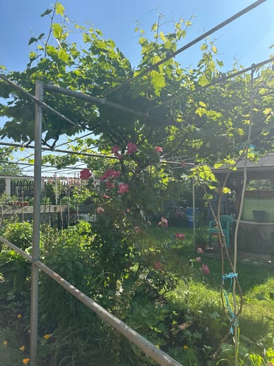 This image captures a sunlit garden scene in Kosharevo, Bulgaria, dominated by a lush green vine canopy supported by a metal trellis structure. Beneath the vines, a cluster of pink roses is in bloom, with some flowers showing signs of fading. The garden floor is a mix of green grass and dark soil, with various plants and some small yellow flowers visible. In the background, a weathered wooden structure with a green-painted section and a dark roof is partially visible, along with a bright blue plastic barrel, a red and blue plastic chair, and a black bucket. A metal fence and pots containing plants are also present in the middle ground. The sky is a clear, bright blue.