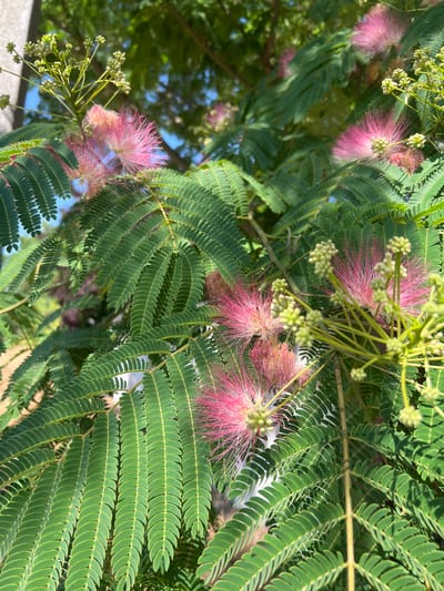 This is a close-up, eye-level, outdoor, daytime shot of several fluffy pink flowers with prominent stamens, resembling powder puffs, blooming on a tree with lush green, fern-like leaves. The flowers are clustered on thin stems, some of which are still in bud form, appearing as small, round, pale green spheres. The leaves are compound, with numerous small leaflets arranged on either side of a central stem. The background shows a blurred view of more foliage and a bright blue sky, suggesting a sunny day. The image appears to be taken in Fontanka, Ukraine, though no specific landmarks are visible to confirm this location. There are no people or animals present in the scene.