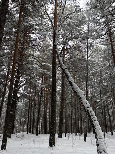 A winter forest scene displays tall, thin trees densely packed together, their dark trunks contrasting with the white snow. A branch laden with snow stretches across the frame, adding a focal point. The ground is covered in snow, with subtle drifts along the base of the trees. Light filters through the branches, creating a muted, wintry atmosphere. The upward angle captures the height and density of the forest.