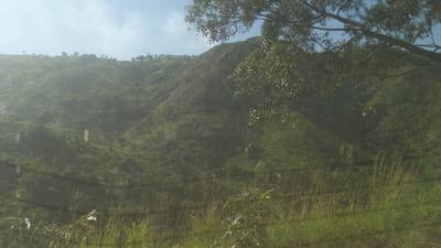 A hazy, sunlit mountain landscape with dense green vegetation covers a steep slope. A mature tree with visible branches and leaves partially obscures the view on the right. In the foreground, tall grass and smaller plants grow along a roadside. The sky is blue with a few clouds visible at the top.