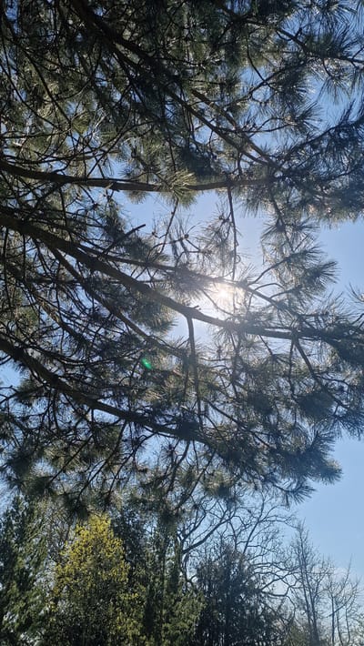 The image is a low-angle view looking up into the canopy of evergreen trees, likely pines. The sun is shining through the branches, creating a bright glare in the center of the frame and casting shadows throughout the foliage. The sky is visible through the gaps in the branches, appearing a pale blue. Some bare tree branches are visible on the right. The exact location is difficult to determine from the image alone, but a general description can be given: a woodland area within the city of Lincoln, United Kingdom. No people, specific objects or interactions are identifiable from the image.