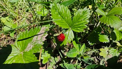 A single, ripe wild strawberry, dark red in color with visible seeds, is pictured amidst lush green foliage and dappled sunlight. The strawberry is attached to a stem and rests on a large, serrated leaf. Other strawberry leaves, some dusty, and blades of grass surround the fruit, creating a natural, outdoor scene. The image composition focuses on the detail of the strawberry and its immediate surroundings, suggesting it was taken in a garden or natural area within Щапово, Russia. There are no people or man-made objects visible in the frame.