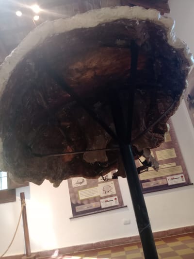 This media file captures an indoor scene, likely within a museum or exhibition hall in Villa Carlos Paz, Argentina, given the contextual information and visible text. The image is taken at an upward angle, showing a large, dark, irregularly shaped object suspended from the ceiling by black metal supports. This object has a rough, textured, dark brown surface and is bordered by a distinct creamy-white edge, suggesting it could be a fossilized portion or a reconstruction of a large prehistoric creature's carapace or shell.
In the background, light-colored walls are adorned with several informational posters. Partially legible text on these posters, confirmed by OCR, indicates the exhibit's theme revolves around prehistoric fauna. Key terms like "Glyptodonte" (referring to Glyptodon, an extinct armored mammal) and "Córdoba" (a province in Argentina) are visible, along with mentions of other ancient genera such as "Sclerocalyptus," "Lomapheres," "Nouryurus," and "Pane." The text also cites archaeological findings dating back "8.500 a 15.000 años" and notes that "El cráneo de estos animales es pequeño en relación al resto del cuerpo."
Artificial light sources, possibly spotlights, create bright flares on the lower left of the image. Elements of the building's interior, including a section of a light brown and yellow checkered floor on the right and wooden beams, are also visible. A thick dark pole runs horizontally across the frame, part of the suspension system, and a rope is tied to a wooden post on the lower right. No people are visible, and the scene depicts an educational display.
