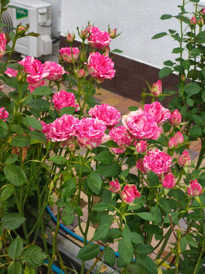 A close-up outdoor, eye-level shot captures a cluster of pink and white striped roses in bloom. The flowers, with their ruffled petals, are the primary subject, appearing in various stages of opening, from tight buds to fully unfurled blossoms. Dark green leaves, some showing signs of spotting, surround the roses, creating a dense foliage. In the background, a white wall and brown trim suggest the exterior of a building, possibly a home. A white air conditioning unit with a green logo is partially visible on the left. The ground is paved with a pattern of beige, brown, and possibly orange tiles. A section of blue tubing is visible in the lower left quadrant. The scene is consistent with a garden or patio area. The location is identified as Nevinnomyssk, Russia. There are no people present in the image.