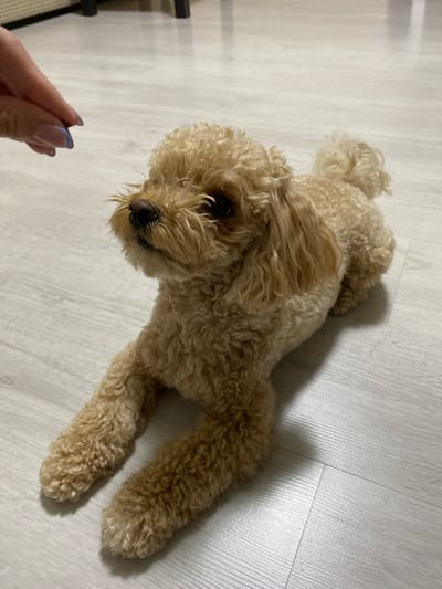 A light brown toy poodle lies on a light gray laminate floor, facing left. A human hand with blue-painted fingernails is visible in the upper left corner, holding a treat near the dog's nose. The dog's fur is curly. The scene is indoors, with no indication of the city of Korkino, Russia.