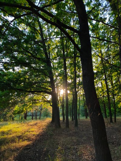 This media file depicts a sun-dappled forest scene, likely in Shyroke, Ukraine. The time of day is late afternoon or early evening, as indicated by the warm, low-angle sunlight filtering through the dense canopy of deciduous trees. The sun's rays create dramatic shafts of light that illuminate patches of the forest floor, which is covered in dry leaves and scattered grass.

The foreground is dominated by the thick, dark trunk of a large tree on the right side of the frame. Behind it, a path or clearing opens up, with more trees receding into the background. The foliage is lush and green, suggesting it is late spring or summer. The overall mood is serene and peaceful, with a sense of natural beauty. There are no visible people or man-made objects, emphasizing the wildness of the setting. The weather appears clear and calm, conducive to a pleasant outdoor experience. The location context of Shyroke, Ukraine, places this natural scene within a specific geographical area, adding a layer of regional authenticity to the image.