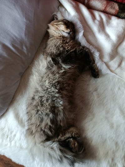 The image shows a long-haired tabby cat sleeping on its back. The cat is curled up on a fluffy white blanket. Its head is turned to the left, and its eyes are closed. One of its paws is resting on its chest, while the other is extended. The cat's fur is a mix of brown, black, and white. The background is a light-colored pillow and a partially visible woven blanket with red and brown stripes. The lighting suggests it is daytime, likely indoors in a comfortable setting. The cat appears to be relaxed and at peace. No text is visible in the image. The scene is set in Chetroșica Veche, Moldova.