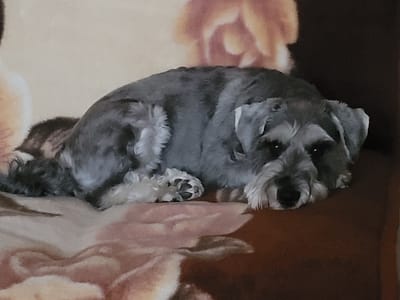 An indoor, eye-level shot captures a Miniature Schnauzer dog resting on a patterned blanket or piece of furniture. The dog, predominantly grey with lighter, almost white fur on its beard, eyebrows, and legs, is curled up with its head resting on its front paws. Its eyes are partially open, giving it a calm and relaxed expression.
The dog occupies the central and right portions of the frame, lying on a soft surface adorned with large, abstract floral patterns in shades of brown, orange, and cream. The background behind the dog transitions from a lighter, possibly wall-colored area on the left to a darker, solid brown on the right. No specific time of day or outdoor weather conditions can be inferred, but the lighting suggests an indoor setting. There is no visible text in the image. The overall impression is one of a peaceful pet resting comfortably.