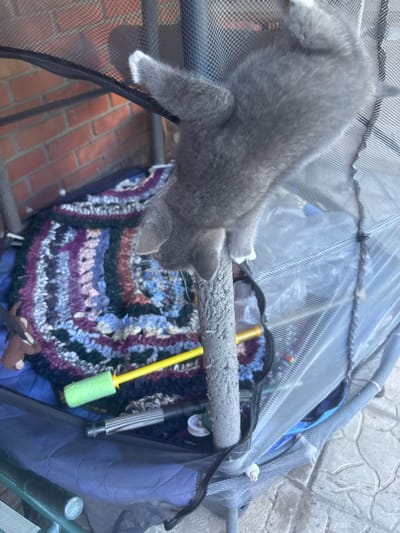 In Zmiiv, Ukraine, a gray kitten with white paws is climbing on a gray pole covered in a coarse texture, possibly fabric or rope. The kitten is positioned at an upward angle, its body partially visible. Below the kitten, a colorful crocheted blanket with stripes of purple, blue, black, and pink is laid out. Next to the blanket, a yellow object with a green foam tip and a silver handle is visible, along with another object that appears to be a disassembled metal tube. The background consists of a brick wall and a grey mesh material, suggesting an outdoor enclosure or structure.