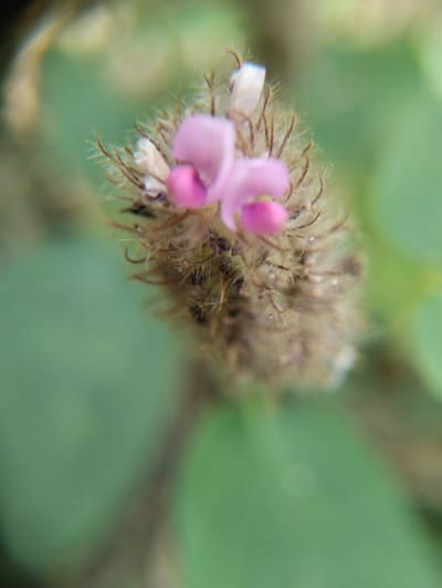 The image displays a close-up, out-of-focus view of a small, fuzzy, brown seed head with a delicate pink flower at its tip. The flower has two visible petals. The background is a soft green blur, suggesting foliage. No people, cityscapes, or specific landmarks are visible. The location of Luengbaro, Indonesia, is provided contextually, but is not depicted in the image itself.