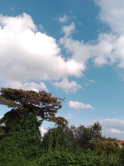 The image presents an outdoor landscape in Olkeri ward, Kenya, dominated by a partially clouded blue sky and dense vegetation. The upper two-thirds of the frame feature a clear azure sky, punctuated by scattered white cumulus clouds, with larger formations in the upper left. The lower third of the image is filled with various green flora. A prominent tree occupies the mid-left, exhibiting a brownish-green canopy, while its trunk and lower sections are heavily covered by lush, vibrant green vines. To the right of this tree, a cluster of tall, slender green reeds or grasses is visible. The immediate foreground consists of a thick, diverse layer of green foliage and bushes. In the far right background, a distant treeline of darker green foliage partially obscures a building, of which only a reddish-orange tiled roof is discernible. No individuals, animals, or discernible actions are present within the scene, which is brightly illuminated under daylight conditions.