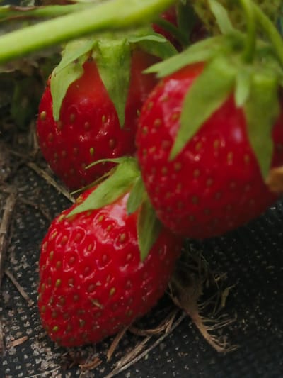In Savino, Russia, a close-up, slightly out-of-focus photograph depicts three ripe strawberries growing on a vine. The strawberries are a vibrant red, with numerous small seeds dotting their surfaces. Green leaves and stems of the strawberry plant are visible, framing the fruit. The background is dark and textured, suggesting the strawberries are growing on the ground or a dark fabric, with some dry plant material and soil visible. The lighting is natural, highlighting the glossy texture of the strawberries.