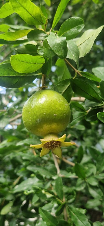 A close-up shot shows a single, unripe green pomegranate hanging from a branch amidst lush green foliage. The pomegranate is round and smooth, with a small star-shaped calyx at its base. The surrounding leaves are vibrant green and slightly glossy, indicating a healthy plant. The background is a soft blur of more green leaves, suggesting the pomegranate is part of a larger tree or bush. The lighting appears natural, casting soft shadows and highlighting the textures of the fruit and leaves. The image captures a moment of natural growth, with the young fruit poised for further development. The location within the city of Suzak, Kyrgyzstan, is not discernible from the image itself, as it focuses solely on the botanical subject matter and its immediate surroundings.