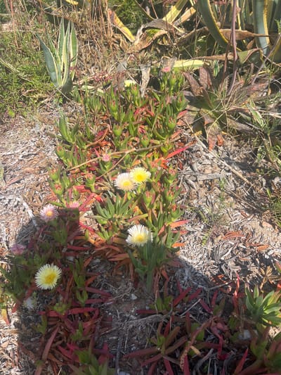 The image depicts a patch of vegetation in La Marina De Creixell, Spain. It is a sunny day. The primary ground cover appears to be a succulent species, possibly Carpobrotus, distinguished by its green leaves and red stems. Several of these plants are in bloom, with white and yellow flowers visible.
The substrate consists of dry organic debris, suggesting a semi-arid or coastal environment. Additionally, other plant species are present, including what appears to be a small aloe-type plant with striped leaves. The overall scene suggests a natural or lightly landscaped area. There are no people or signs of recent human activity. The scene is composed of naturally occurring flora.