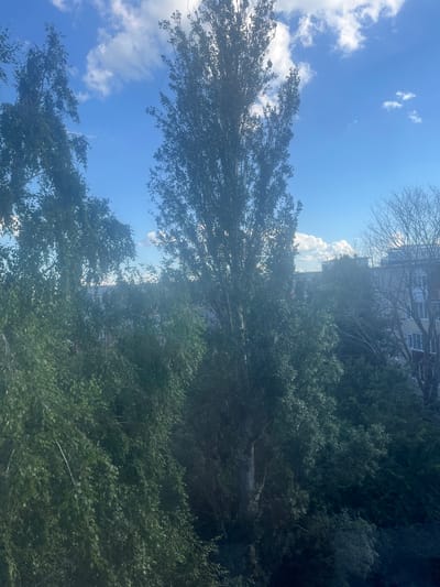 The image depicts a view of trees against a bright blue sky with scattered white clouds. In the foreground, several trees with lush green foliage are visible, with a tall, slender tree dominating the center. Behind the trees, parts of buildings with windows can be seen, suggesting an urban or suburban environment. The sun is likely to the right of the frame, as indicated by the brightness in the upper right corner. The image appears to be taken from a window, looking outwards. The presence of buildings and trees is consistent with a residential area in the city of Alatyr, Russia.