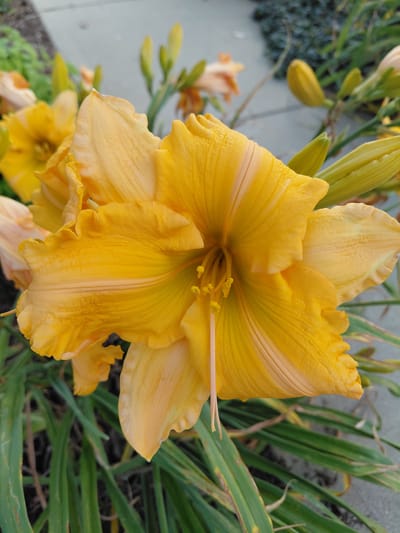 This media file shows a close-up of a bright yellow daylily flower, likely in bloom. The flower is the primary subject, with its petals unfurling to reveal its center. Other daylily buds and flowers are visible in the background, suggesting a garden setting. The surrounding foliage is lush and green, indicating a healthy plant. The lighting suggests it is daytime, possibly late morning or early afternoon, with the sun casting a warm glow on the flower. There are no people or text visible in the image. The implied location of Paris, United States of America, does not provide specific visual cues within the image itself.