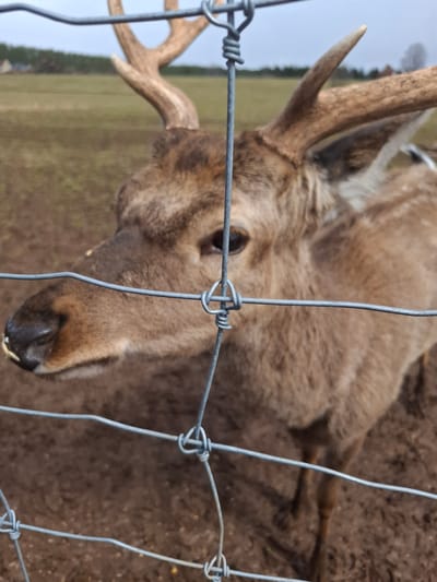 This image, captured in Ludorvai, Russia, shows a close-up, slightly rotated portrait of a male deer peering through a wire fence. The deer, identifiable by its prominent light-brown antlers, occupies the majority of the frame. Its head is tilted slightly, and its dark, alert eyes are directed straight at the viewer, giving an impression of curiosity or attentiveness.
The deer's fur is a mixture of brown and grey, with a thicker coat visible around its neck and body. A piece of hay or straw is visible near its mouth and snout, suggesting it may have recently been feeding. The fence, made of thick, twisted metal wires, forms a distinct grid pattern in the foreground, partially obscuring the deer but also highlighting its proximity to the viewer.
The background is softly blurred, showing a field with muted green and brown tones, and darker, possibly muddy, ground directly behind the animal. The natural light suggests it is daytime, with no harsh shadows. The image focuses sharply on the deer's face and the intricate details of the fence, while the environment recedes into a gentle blur. No text is visible in the media.