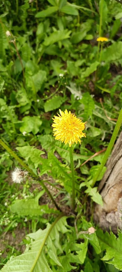 A close-up, vertical shot captures a single yellow dandelion flower in full bloom, centered in the frame. The dandelion has a rounded, textured head composed of numerous ray florets. A small dark insect is visible on the top of the flower. The flower is supported by a thick, green stem. In the foreground and background, lush green foliage dominates, with some leaves appearing serrated. To the left of the dandelion, a faded dandelion seed head, appearing white and fluffy, is visible. To the right of the dandelion, a section of rough, weathered wood, possibly a fence post or log, is partially visible. The scene is set outdoors, likely in a natural or garden environment within Каменное, Russia, characterized by abundant plant life.