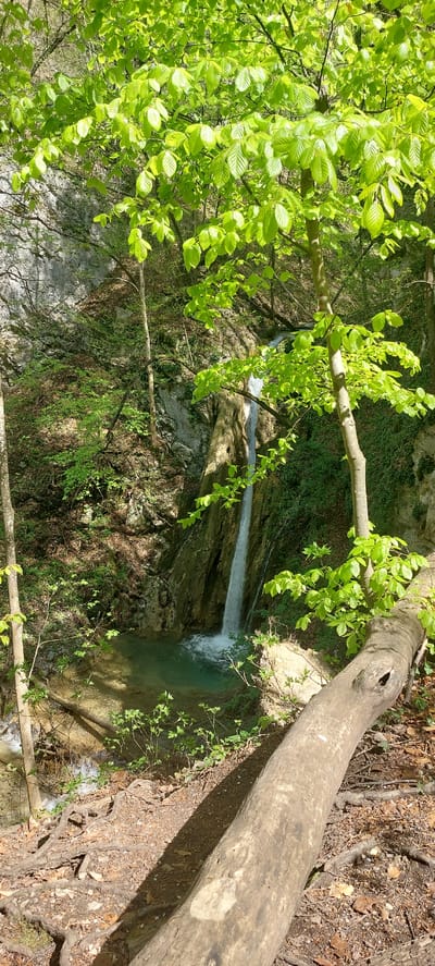 A landscape photograph shows a waterfall and its pool viewed from above, framed by foliage and a fallen tree trunk. The waterfall descends over a rocky cliff face into a pool of water. The foreground is dominated by the bright green leaves of a tree on the left and a large fallen tree trunk extending from the upper right corner across the top of the frame. The ground around the pool is covered in fallen leaves and small roots. The image is possibly taken in the area near Бачковски манастир, Bulgaria, given the natural environment.
