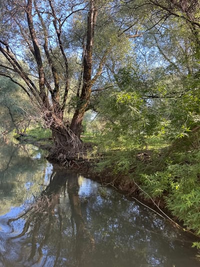 A calm, narrow river flows through a densely wooded area in Cerovi Pod, Montenegro. The river's surface reflects the surrounding trees and the bright blue sky. On the right bank, a large, gnarled tree with exposed roots stands prominently, its branches reaching towards the sky and creating a dense canopy of green leaves. The left bank is covered in lush green vegetation, with smaller trees and undergrowth extending towards the water. The scene is bathed in natural sunlight, suggesting it is daytime. The image is taken from a low angle, possibly from the water's edge or a boat, looking towards the right bank and upstream. No people or animals are visible in the image.