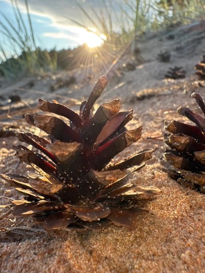 This is a close-up, low-angle shot of pine cones on a sandy surface. The foreground is dominated by a large, dark brown pine cone with reddish undertones, its scales slightly open and revealing inner parts. The pine cone is covered in small white specks, likely sand grains or possibly resin. Behind it, to the right, is another similar pine cone, partially in focus. The ground appears to be coarse sand, illuminated by warm sunlight that creates a glinting effect on the surface. In the background, tall, thin blades of grass or reeds are silhouetted against a bright sky. The sun is a prominent feature in the upper left quadrant, casting strong rays that streak across the image and are visible through the grass. The overall setting suggests an outdoor environment, possibly a beach or sandy dune area. The location is identified as Shepelevo, Russia.